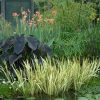 Iris pseudacorus 'Variegata'