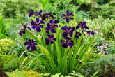 Iris violapurpurea black gamecock