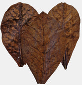 Frunze catappa-10buc