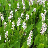 Pontederia cordata alba