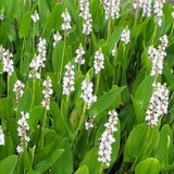 Pontederia cordata alba