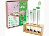 Semințe Lotus Culoare roz închis (Fuchsia)