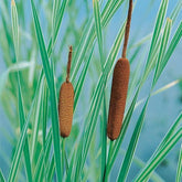 Typha latifolia variegata