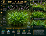 Thalia dealbata