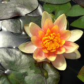 Nufăr Nymphaea Aurora