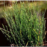 Equisetum scirpoides