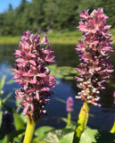 Pontoderia cordata roz