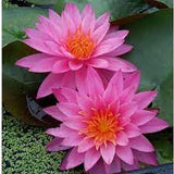 Nufăr Nymphaea Miss Siam