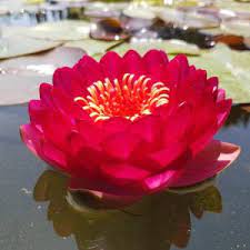 Nufar Nymphaea Manee Red