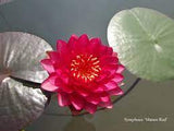 Nufar Nymphaea Manee Red