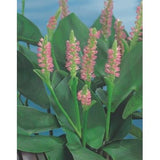 Pontoderia cordata roz