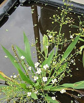 Alisma lanceolata