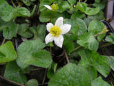 Caltha palustris alba