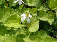 Houttoynia cordata