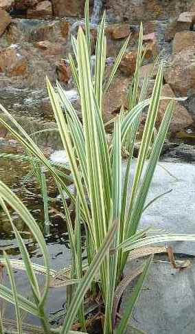 Glyceria maxima  Variegata - Plante de iaz iazuri-acvarii.ro