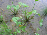 Sagittaria latifolia - Plante de iaz iazuri-acvarii.ro