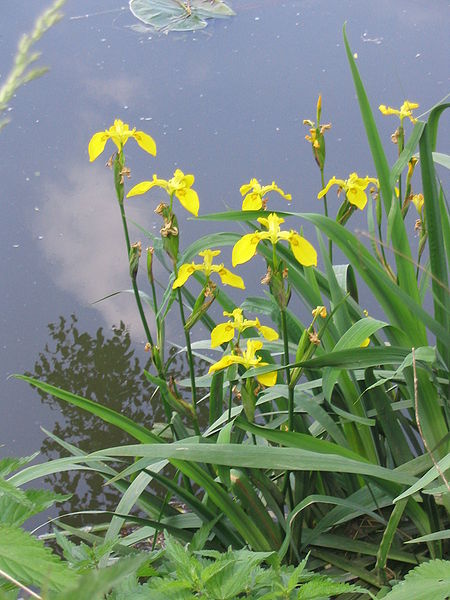 Iris pseudacorus - Plante de iaz iazuri-acvarii.ro