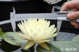 Nufar Nymphaea Concordia (nufăr rar)