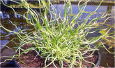 Juncus effusus "spiralis"