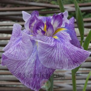Iris ensata topas