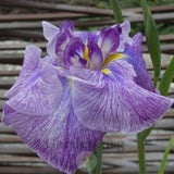 Iris ensata topas