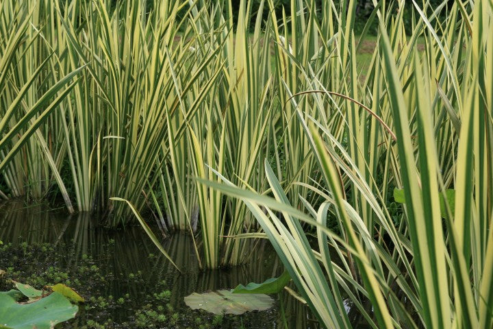 Acorus calamus "Variegatus" - Plante de iaz iazuri-acvarii.ro