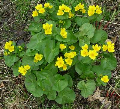 Caltha palustris - Plante de iaz iazuri-acvarii.ro