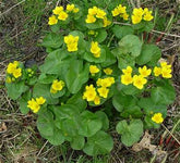 Caltha palustris - Plante de iaz iazuri-acvarii.ro