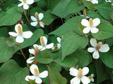 Houttoynia cordata