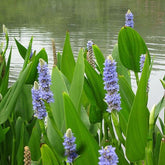 Pontederia cordata