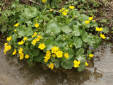 Caltha palustris - Plante de iaz iazuri-acvarii.ro
