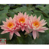 Nymphaea Georgia Peach