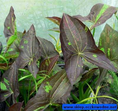 Sagittaria benni silk