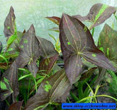 Sagittaria benni silk