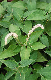 Saururus cernuus - Plante de iaz iazuri-acvarii.ro