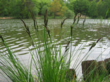 Carex pendula - Plante de iaz iazuri-acvarii.ro