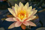 Nymphaea Georgia Peach
