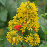 LYSIMACHIA VULGARIS