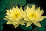 Nymphaea Marliacea Chromatella - Nuferi iazuri-acvarii.ro