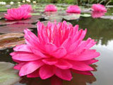 Nufar Nymphaea Fuchsia PomPom (nufăr foarte rar)