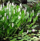 Pontederia cordata alba