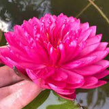 Nufar Nymphaea Fuchsia PomPom (nufăr foarte rar)