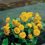 Caltha palustris multiplex