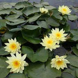 Nufar Nymphaea Joey Tomocik