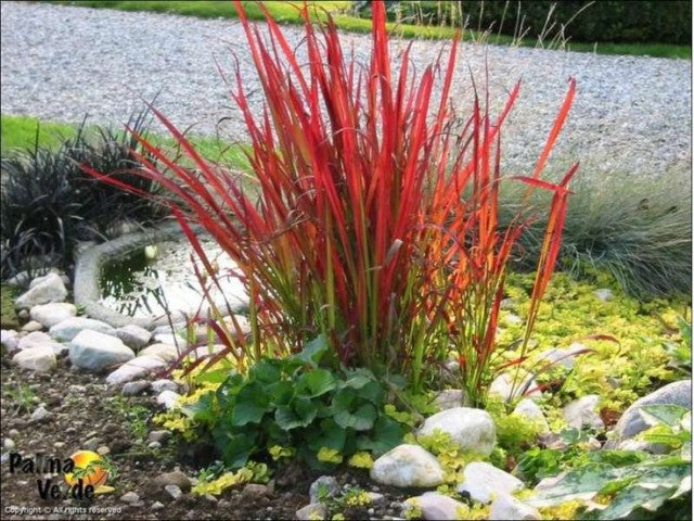 Imperata cylindrica "Red baron" - Plante de iaz iazuri-acvarii.ro
