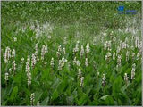 Pontederia cordata alba