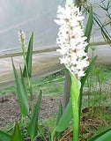 Pontederia cordata alba