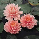Nufar Nymphaea Lilypons