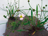 Baldellia ranunculoides