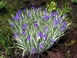 Iris laevigata  Variegata - Plante de iaz iazuri-acvarii.ro